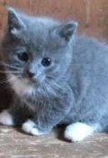 Обложка книги "Катин Котя"