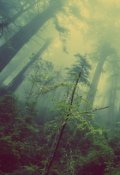 Обложка книги "Формула Спасения. Дар Посвящённого."