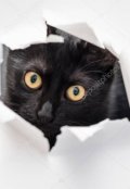 Обложка книги "Кот"
