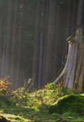 Обложка книги "Таинственный лес"