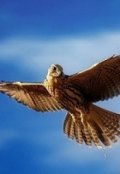 Обложка книги "Крылья Свободы"