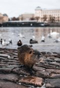 Обложка книги "Жора из Праги"
