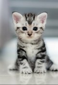 Обложка книги "Котик Дюша и Ванюша"
