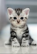 Обложка книги "Котик Дюша был  веселым"