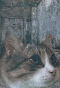 Обложка книги "Джек. История бездомного кота."