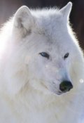 Обложка книги "Полярный волк"