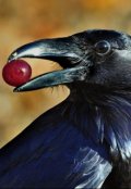 Обложка книги "Принцесса и вороньи лапки"