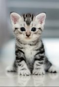 Обложка книги "Котик Дюша."