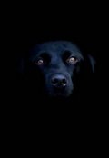 Обложка книги "Пес"