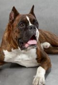 Обложка книги "Собачья вязка"
