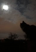 Обложка книги "Кошачьи легенды"