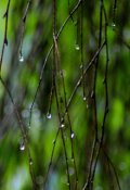 Обложка книги "Капельки"