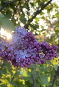 Обложка книги "Доспехи совести и чести"
