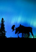Обложка книги "Необычные ракурсы"