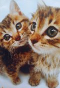 Обложка книги "Любопытные котята"