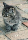 Обложка книги "История жизни и смерти ненужного котёнка"