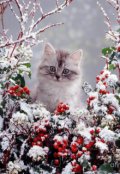 Обложка книги "Зимний котонёк"