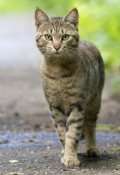 Обложка книги "Чей кот?"