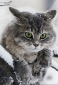 Обложка книги "Зимний кот"