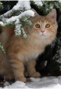 Обложка книги "Зимний кот "