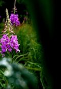 Обложка книги "Иван-чай"