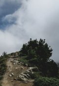 Обложка книги "Куст."