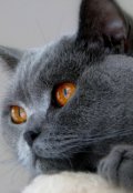 Обложка книги "Кот Димы Рогова"