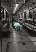 Обложка книги "Зелёная овечка"