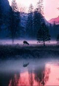 Обложка книги "Secret of the Forest"