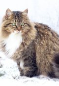 Обложка книги "Любимый Сибиряк"