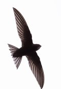 Обложка книги "Стриж"
