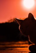 Обложка книги "Полчаса из жизни Обломова"