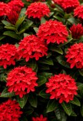Обложка книги "Ixora coccinea"