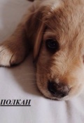 Обложка книги "Полкан"