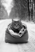 Обложка книги "Котик, удачу приносящий"